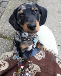 Black And Tan Coonhound Puppies For Sale In Ohio Love That Upper Lip Dachsund Mix Color Dachshund Dachshund Wienerdog Weinerdog Dog Behavior Dachshund Mix Puppy Eyes