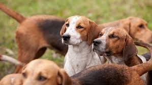 Image result for Harrier dog