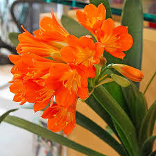 Image result for clivia