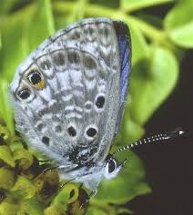 Three Types Of Butterflies Native To South Florida Have Gone Extinct Due To Human Caused Environmental Degradatio Blue Butterfly Butterfly Types Of Butterflies