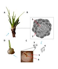 Image result for Isoetes alstonii