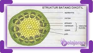 We did not find results for: Struktur Batang Dikotil Dan Fungsinya Lengkap Dengan Gambar Ilmu Pengetahuan Alam Ipa