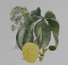 Image result for Myrianthus arboreus