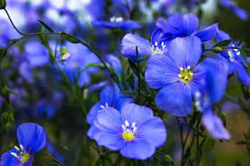 8 Different Types Of Perennial Flax Flowers Home Stratosphere