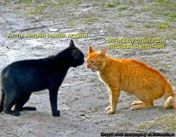 pin na doske kotomatrica