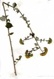 Image result for Distephanus divaricatus