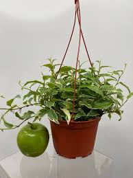 Image result for Fuirena sagittata