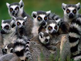 Madagascar Lemurs Madagascar Lemurs Lemurs Wallpaper 24113851 Fanpop Fanclubs Lemur Animal Antics Madagascar Animals