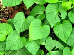 Image result for Stictocardia