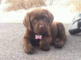 Enter your email address to receive alerts when we have new listings available for chocolate lab puppies for sale. View Ad Labrador Retriever Litter Of Puppies For Sale Near Florida Naples Usa Adn 93771