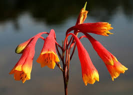 Blandfordia Nobilis Unusual Flowers Indoor Flowering Plants Love Flowers