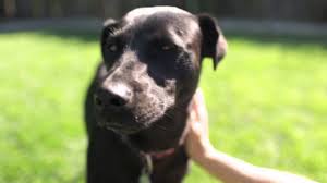 Careers Healthy Paws Pet Insurance Foundation