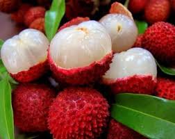 Image result for Sapindaceae