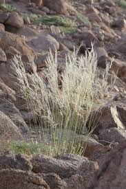 Image result for Stipagrostis