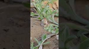 Image result for Gnaphalium polycaulon