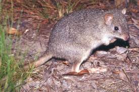 Image result for bettong