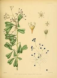 Image result for Astropanax polysciadius