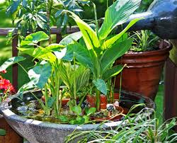 We did not find results for: Small Container Water Garden Creates Big Impact Home Garden And Homestead
