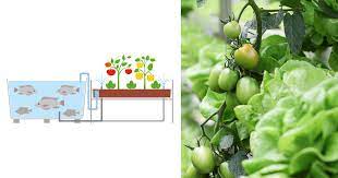 How These Indian Startups Are Adopting Hydroponics To Harvest Fresh Produce