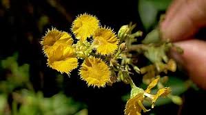 Image result for Janusia