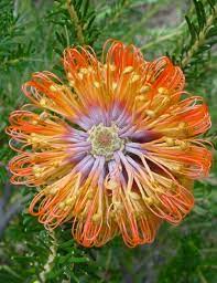 Banksia Ericifolia Unusual Flowers Flower Identification Australian Flowers