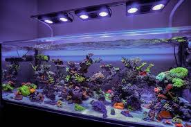 Filter aquarium air tawar yang baik, majalahikan.com | seperti kita ketahui dalam cara merawat ikan hias, terlebih jenis ikan hias air tawar.filter aquarium sangatlah penting untuk membuat ikan hidup dengan sehat dan terbebas dari berbagai penyakit karena kualitas air terjaga. 8 Peralatan Membuat Aquarium Air Laut Informasi Ikan Hias Air Tawar Dan Laut Ikanhiasku Net