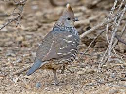 Image result for Callichilia bequaertii