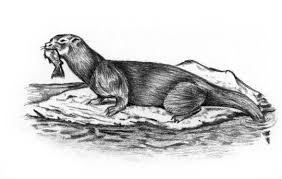 mijbil the otter summary