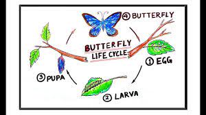 How To Draw #Butterfly Life Cycle #Metamorphosis For School  Project/Butterfly Life Cycle For Kids/ - Youtube