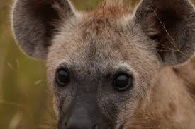 Image result for Heinsenia