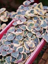 Image result for Ceropegia breviflora