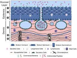 The largest known animal cell is the ostrich egg, which can stretch over 5.1 inches across and weighs about 1.4 kilograms. Frontiers Frog Skin Innate Immune Defences Sensing And Surviving Pathogens Immunology