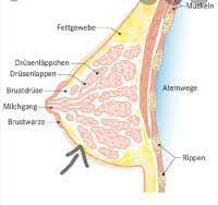Stillen Und Harten Schwamm In Der Brust Forum Stillen Ernahrung Urbia De