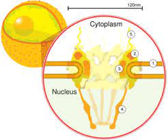 Check spelling or type a new query. Nuclear Pore Wikipedia