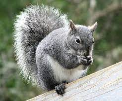 Western Grey Squirrel Sciurus Griseus Squirrel Animal Habitats Red Squirrel