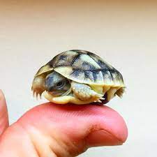 Hermann S Tortoise Captive Breeding