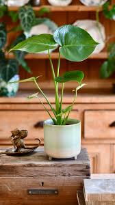 Image result for Monstera