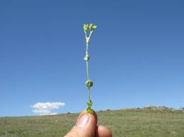 Image result for Sebaea