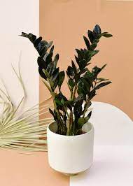 Plant grows from a underground rhizome that looks like potato. Zamioculcas Zamiifolia Raven Features Rich Purple Black Foliage