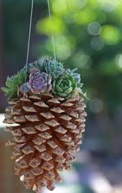 Une Pomme De Pin Avec Des Plantes Voici 13 Idees Originales Piante Grasse In Vaso Fioriere Succulente Giardino Di Piante Grasse