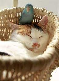 marina nakovkina on twitter pets cute animals animals