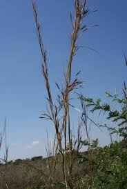 Image result for Hyparrhenia rufa