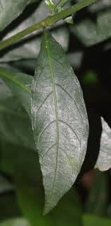 Image result for Rhinacanthus submontanus