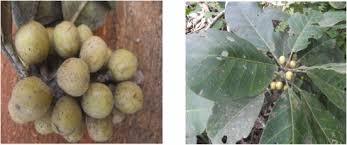 Image result for Uapaca