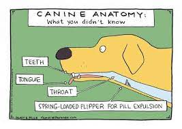 We've selected our favorite joint health supplements. How To Give Your Dog A Pill Fidose Of Reality