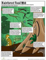 Biotic Factors In The Amazon Rainforest Rainforest Food Chain Worksheet Education Com Rainforest Food Web Rainforest Food Chain Food Web