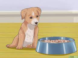 How To Wean Puppies 10 Steps With Pictures Weaning Puppies Puppies Newborn Puppies
