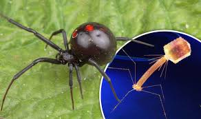 Looks • black widows have a red spot on their bellies. Virus Uses Stolen Poison Genes From Deadly Black Widow Spider World News Express Co Uk
