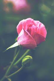 خلفيات ايفون ورد طبيعي iphone wallpapers hd download iphone wallpaper wallpaper rose