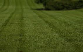 Trugreen price estimate for 5,000 square feet The 10 Best Lawn Care Services In Jacksonville Fl From 23